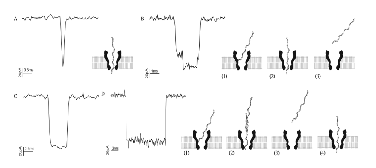 nanopore2