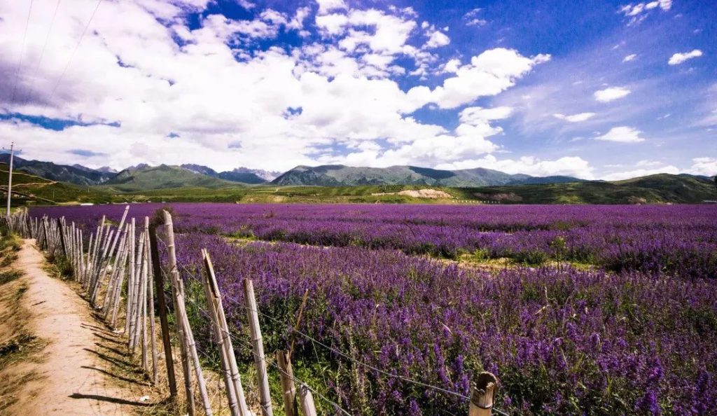 Lavandula